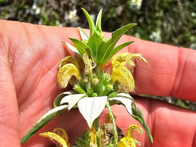 Dotted Horsemint (Monarda punctata)