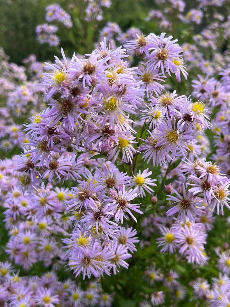 Native Florida Plants That Practically Take Care of Themselves 14 Elliott's aster