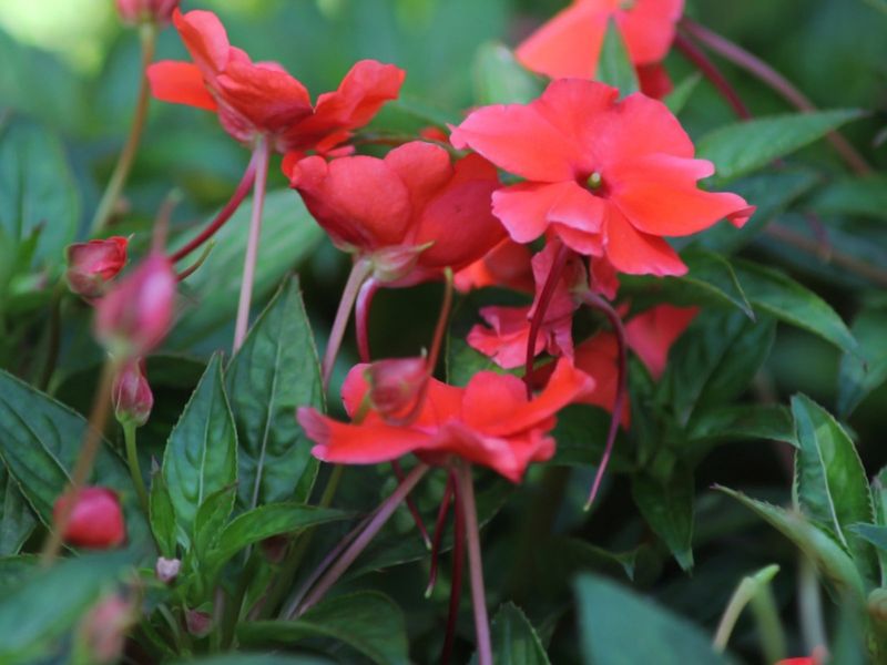 Impatiens