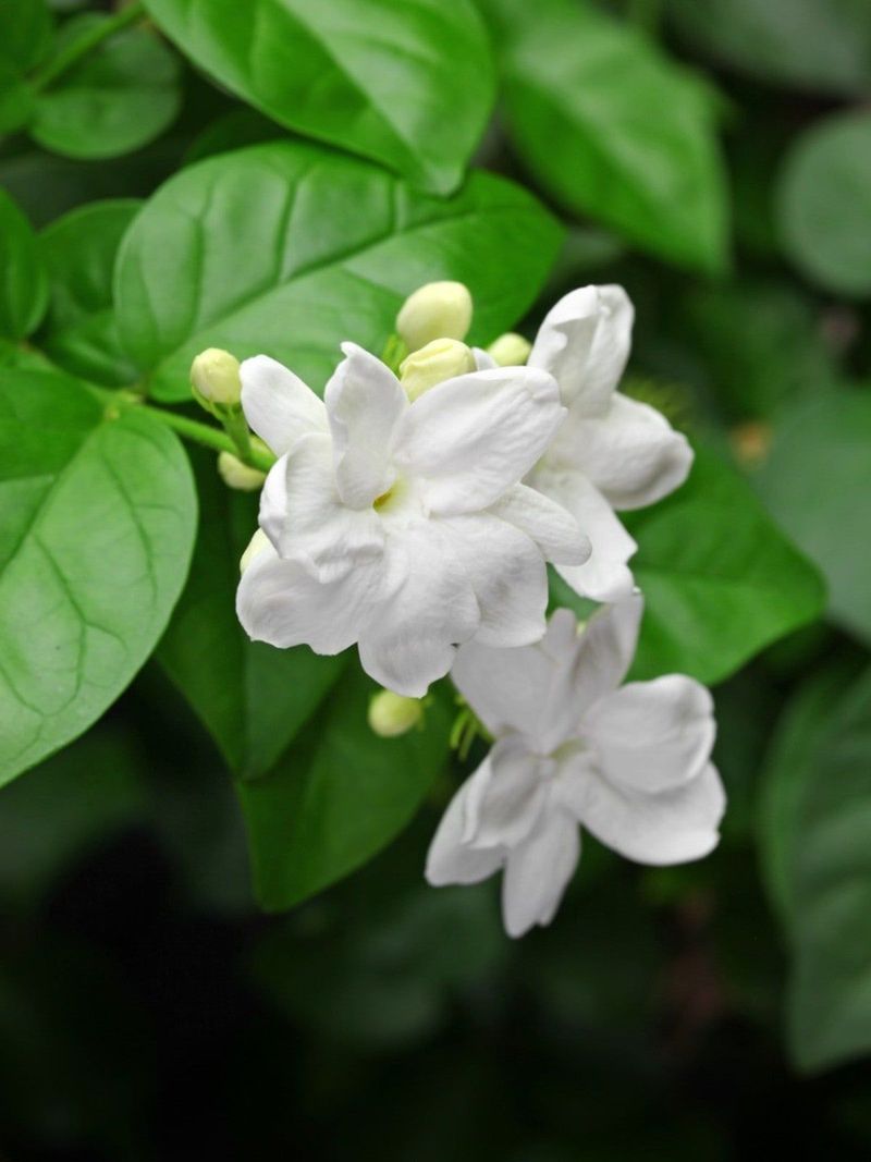 Fragrant Plants That Bring Both Color and Scent to Florida Gardens 6 Arabian Jasmine