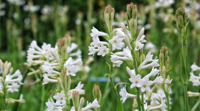 Fragrant Plants That Bring Both Color and Scent to Florida Gardens 17 Tuberose