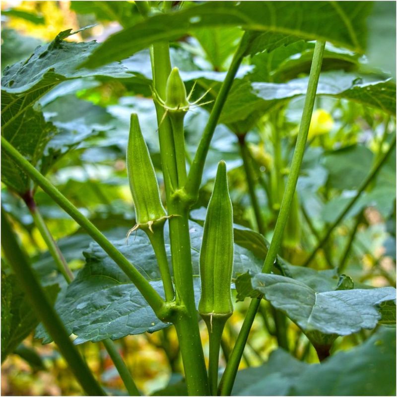 Okra