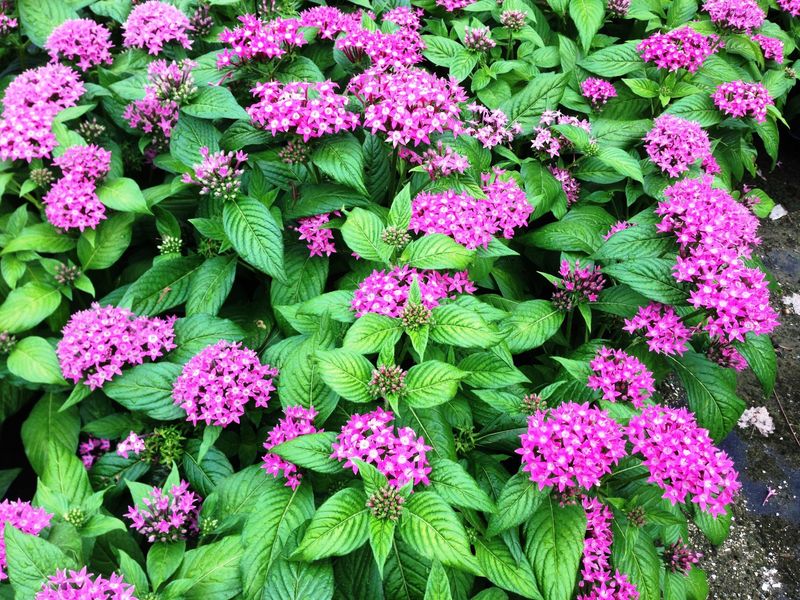 Pentas