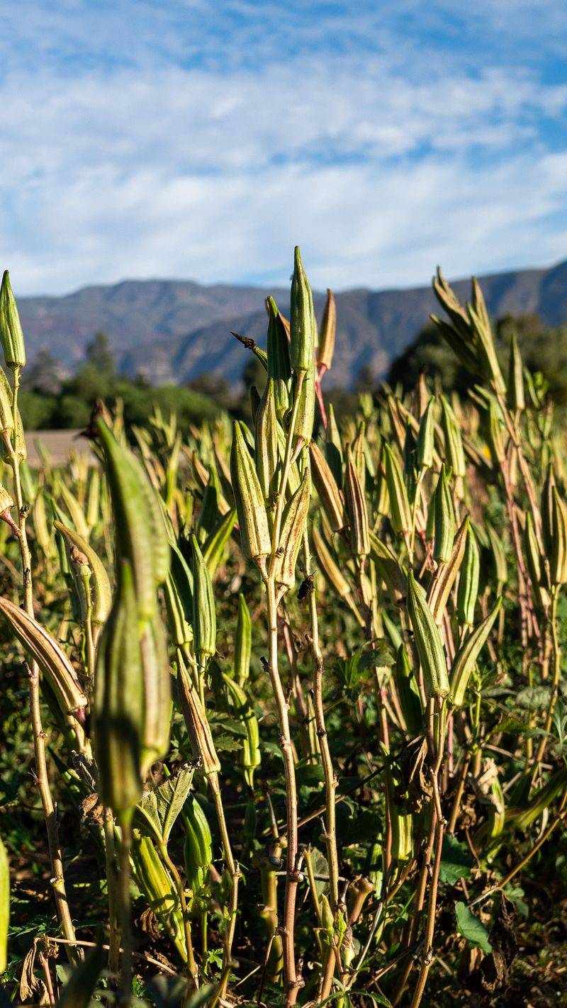 Okra