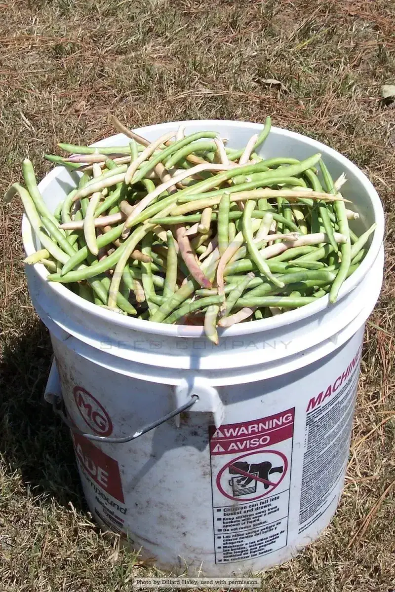 Southern Peas