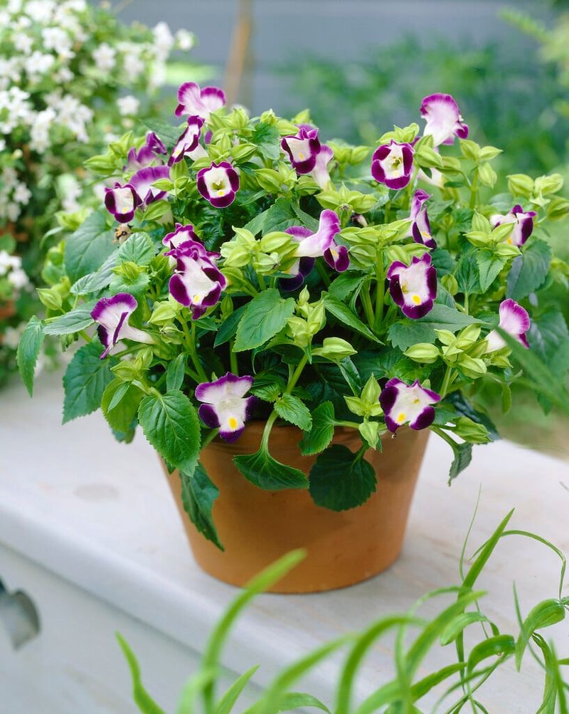 Torenia