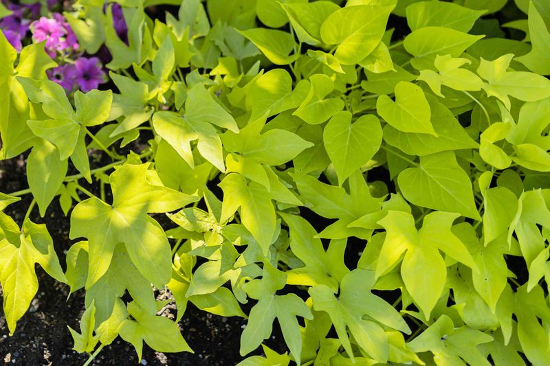 Sweet potato vine
