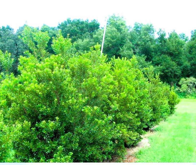 Wax myrtle