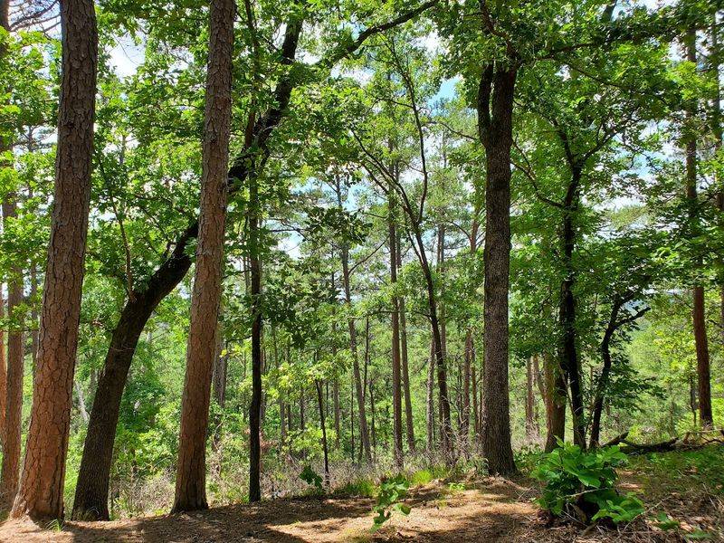 Ranger Programs and Learning Experiences