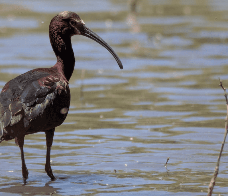 Wildlife Encounters Beyond the Birds
