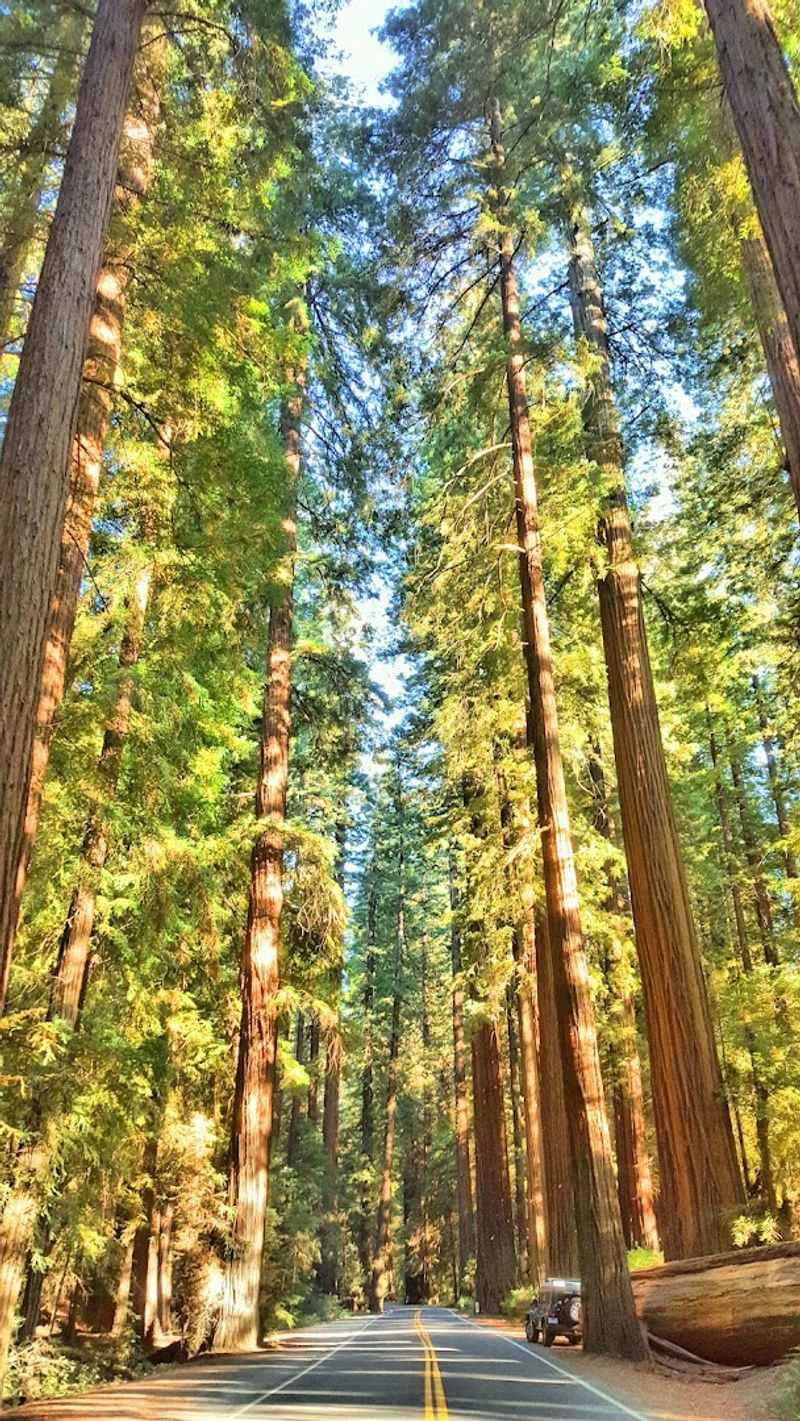 Camping Under the Stars in the Redwoods