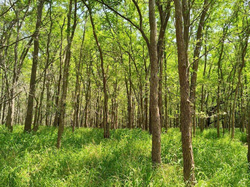 Camping Under a Canopy of Towering Elms