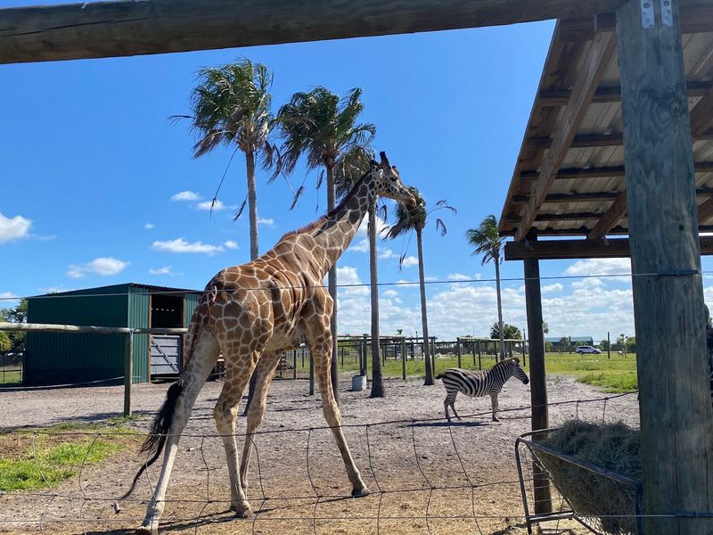 The Drive-Thru Safari Route