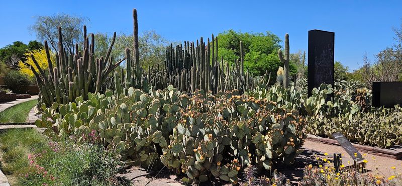 Desert Botanical Garden - Phoenix, Arizona