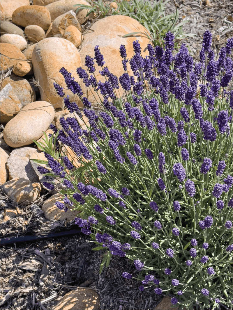 Fragrant Plants That Bring Both Color and Scent to Florida Gardens 10 Lavender