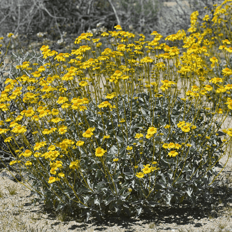 Brittlebush