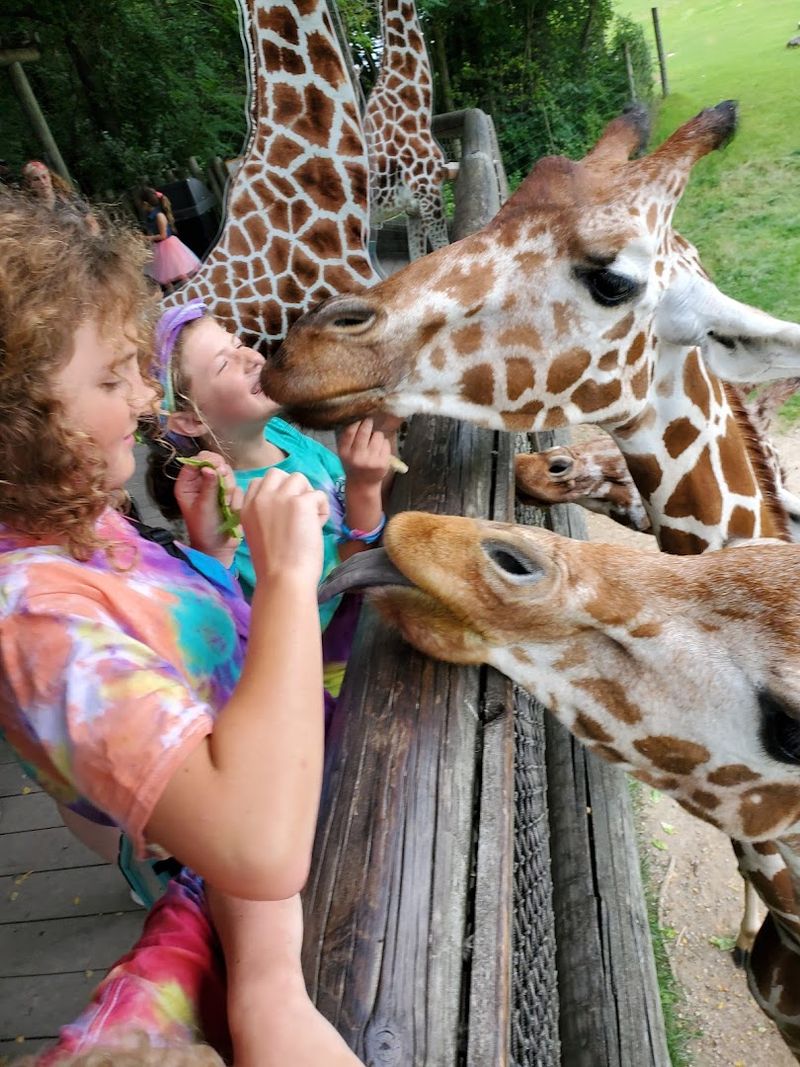 Giraffe Feeding Platform