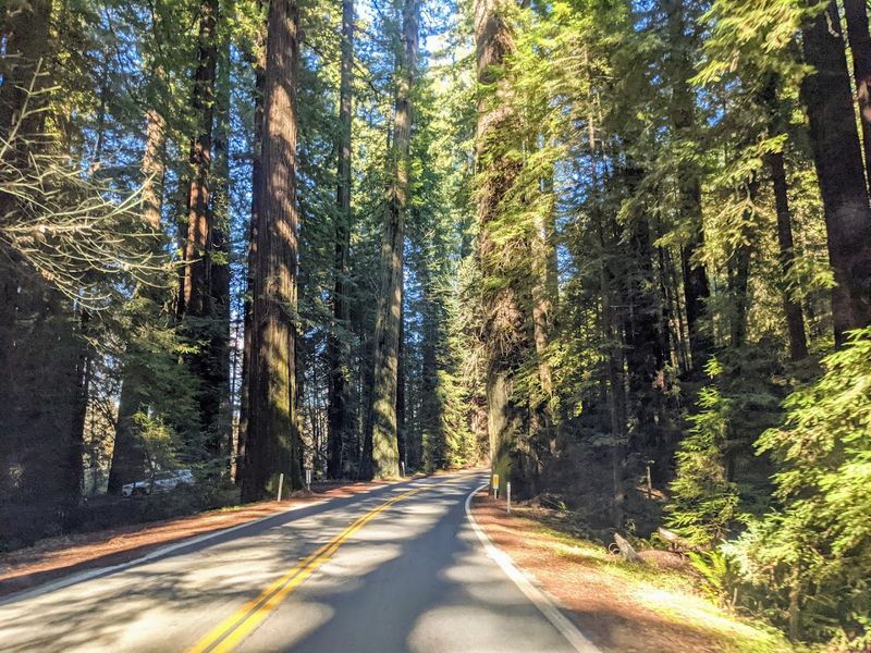 Humboldt Redwoods State Park: The Heart of the Drive