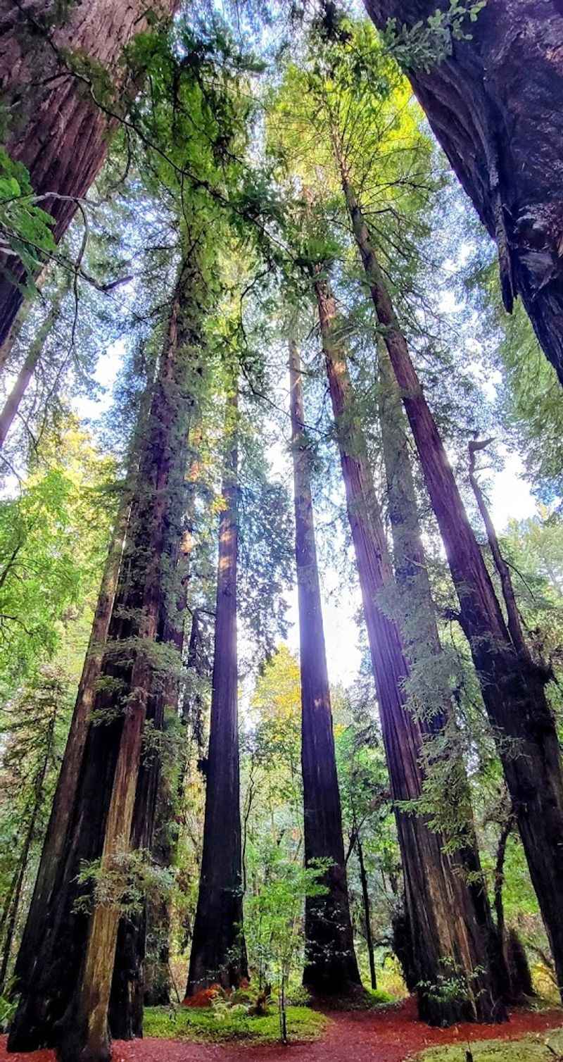 This 31-mile California drive feels like stepping into another world 3 Founders Grove Nature Loop Trail