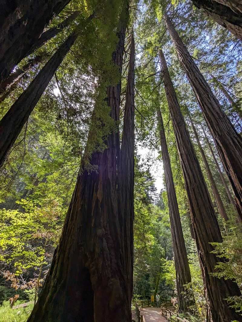 Cathedral Grove: Where Silence Hits Different