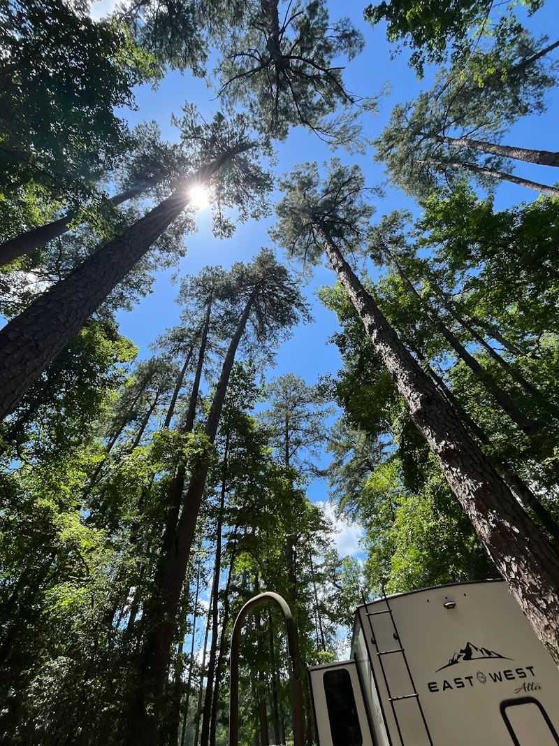 Towering Pine Trees That Take Your Breath Away