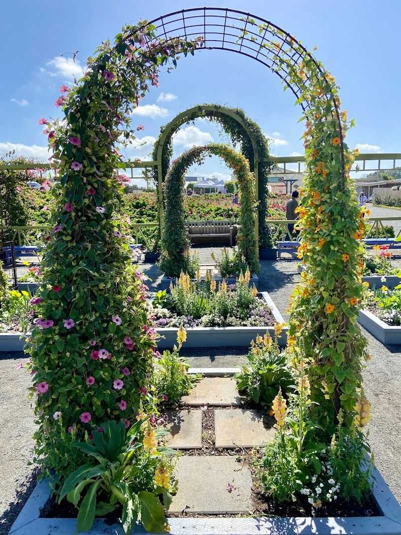 The Sweet Pea Maze: Fun for the Whole Family