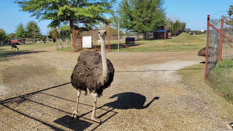 Kevin the Ostrich and the Security Guard You Never Asked For
