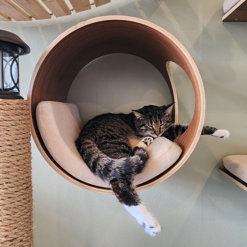 Why Happy Cat Cafe Is Worth Every Visit