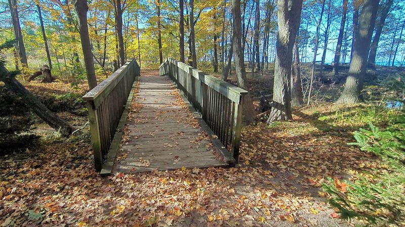 The Charming Little Creek and Wooden Bridge