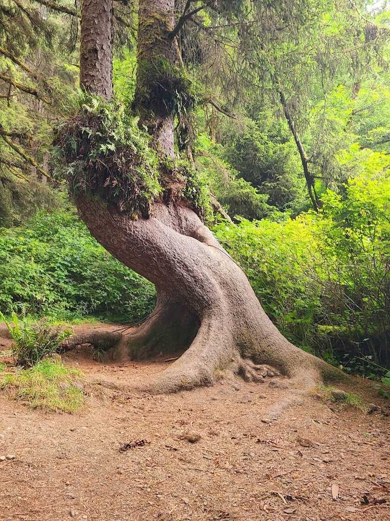 The Corkscrew Tree: Nature's Most Twisted Masterpiece