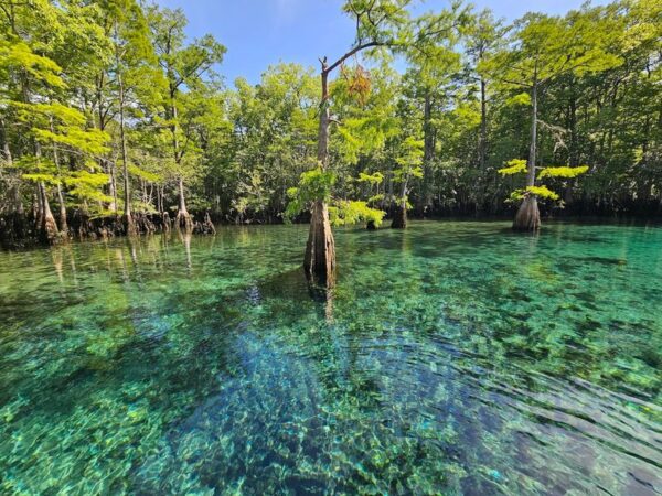 Mearson Spring The Dreamy Crystal Blue Spring In Florida You Thought Only Existed In ...