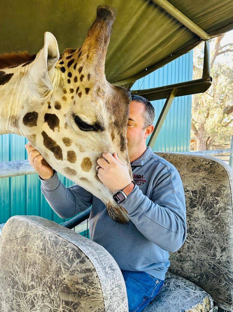 This Small Giraffe Ranch In Florida Is A Unique Way To See African Animals 3 Feeding the Giraffes Up Close