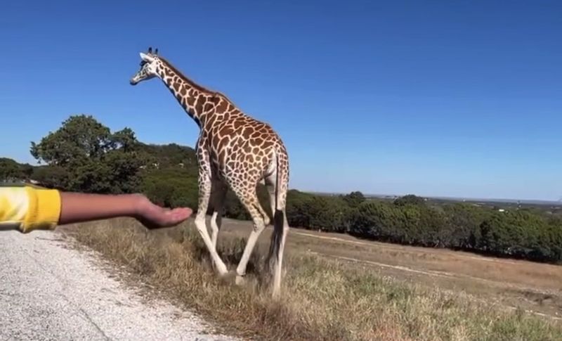 Hand-Feeding the Giraffes