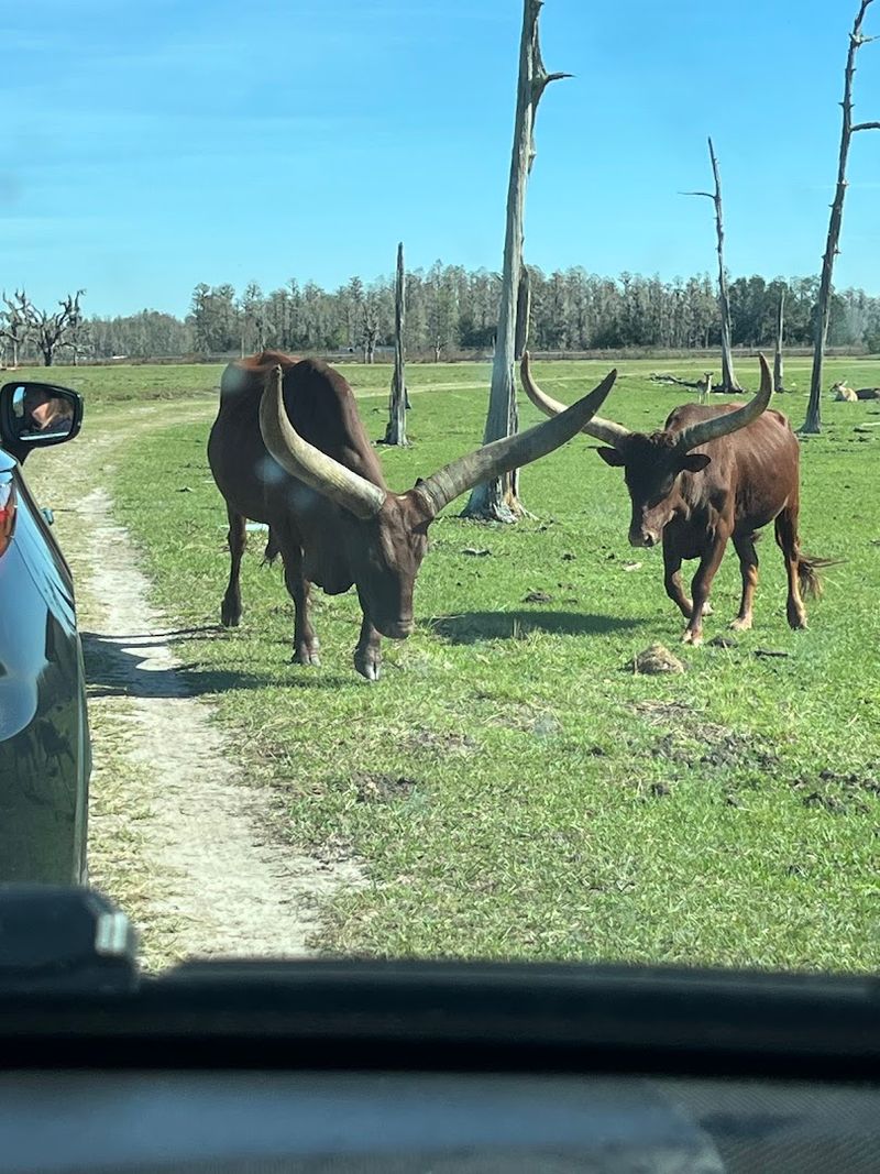 The Drive-Through Safari Option That Still Surprises You