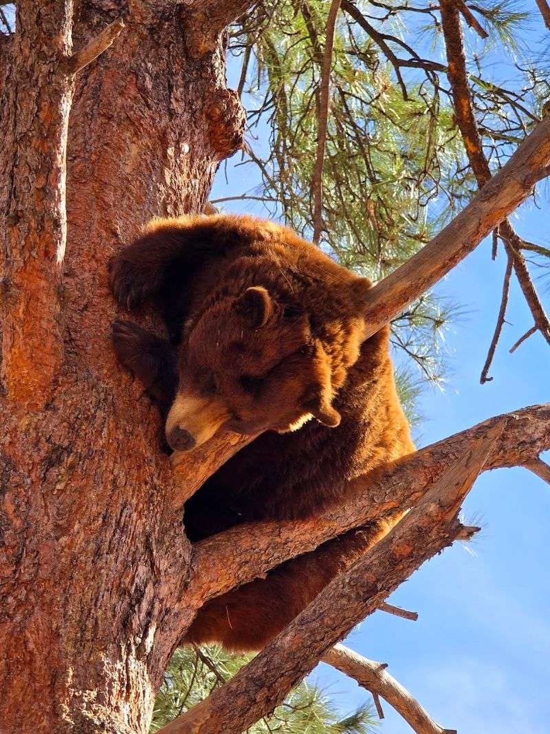 Bears Up Close and Personal