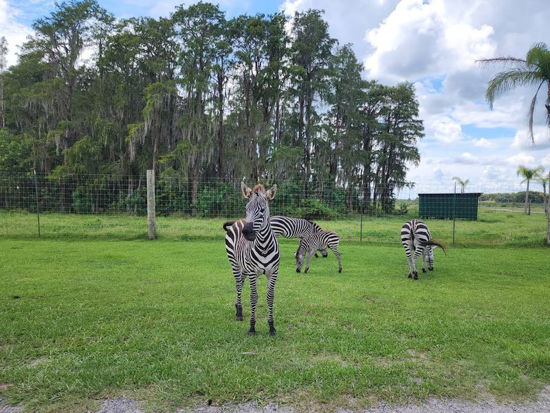 Zebras Up Close and Personal