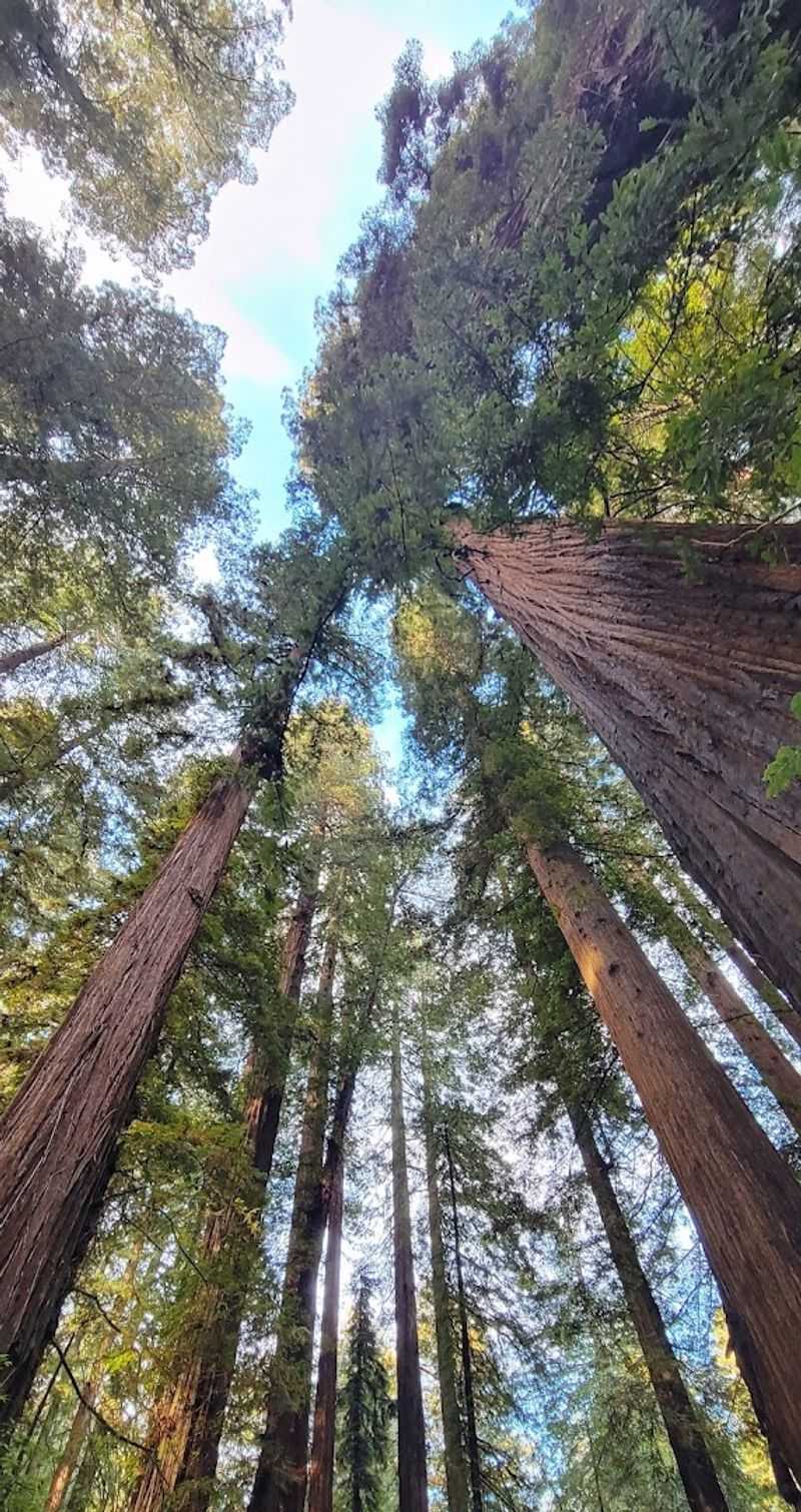 This 31-mile California drive feels like stepping into another world 11 Camping Under the Giants at Burlington Campground