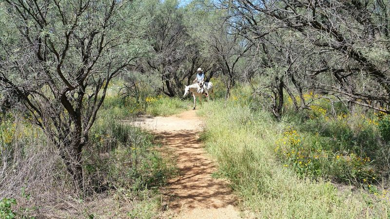 Wildlife Encounters Along the Eerie San Pedro River Walk