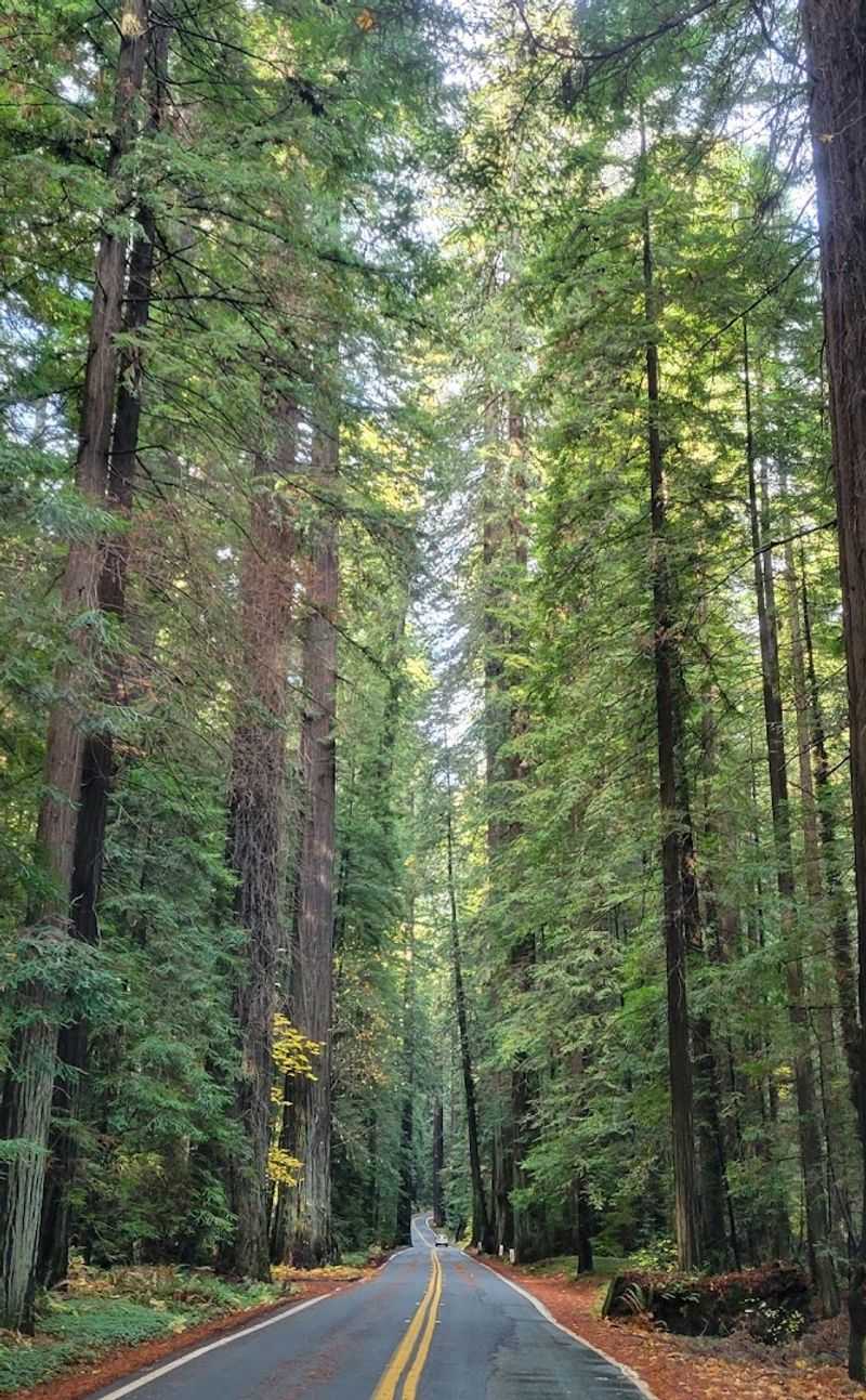 This 31-mile California drive feels like stepping into another world 9 Roosevelt Elk Herds Along the Route