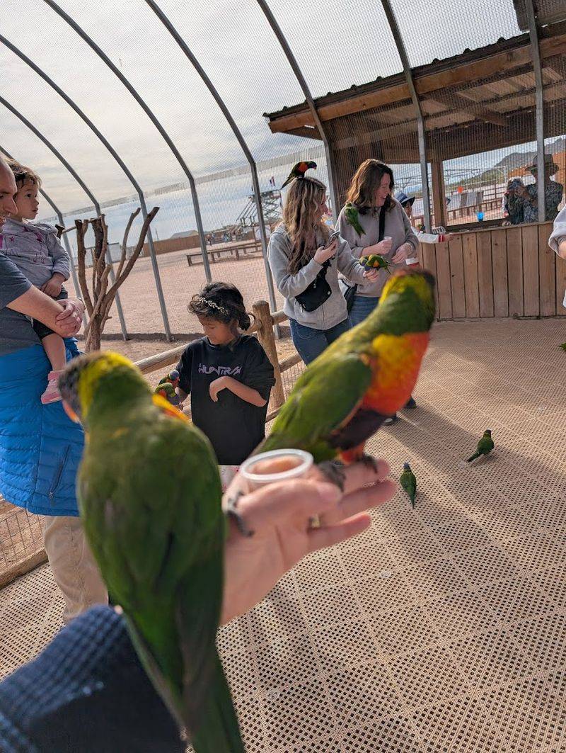 Feeding Lorikeets and Parakeets in a Bird Paradise