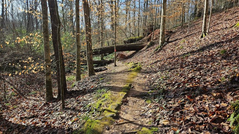 Scenic Hiking Trails for Every Skill Level