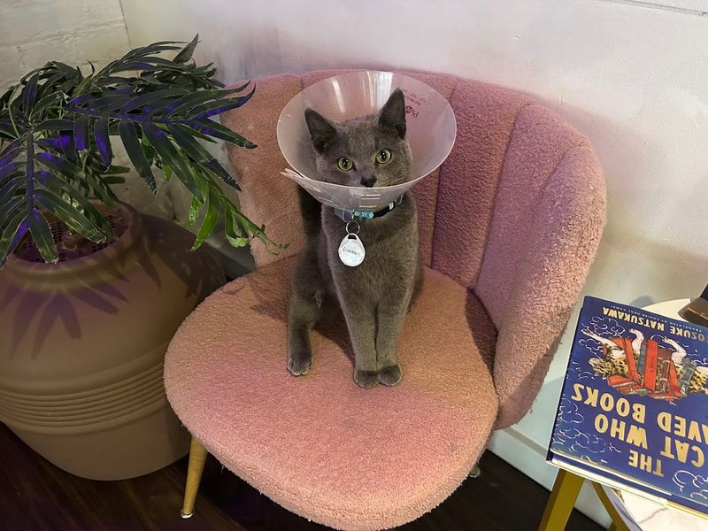 Special Events Like Cat Yoga and More