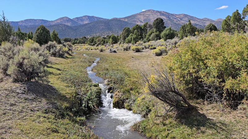 Wildlife Encounters You Did Not Expect