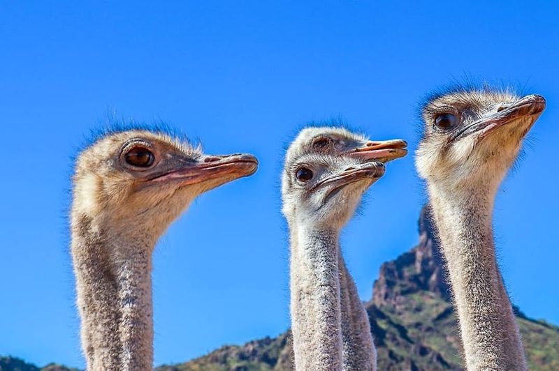 Ostrich Burgers and Ranch Eats Worth Trying