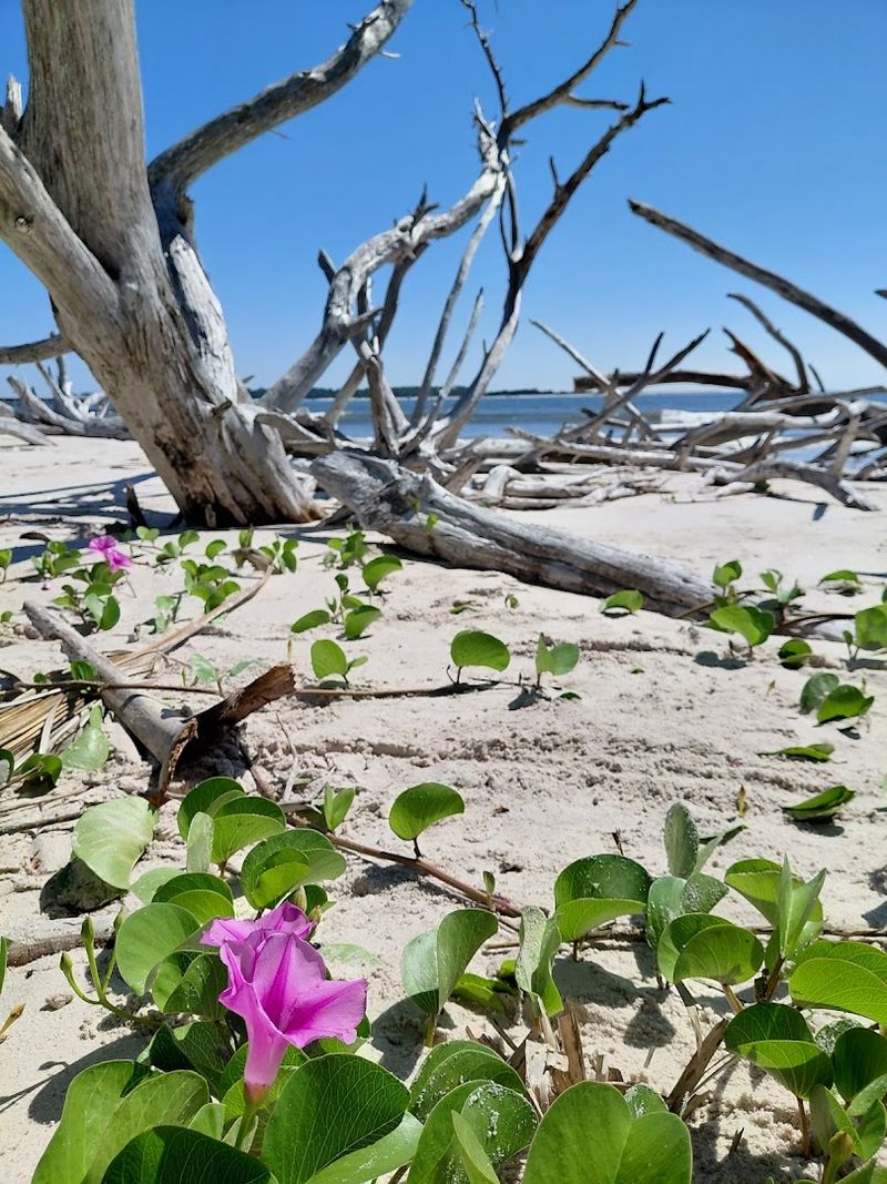 Jellyfish, Roots, and Raw Nature Up Close