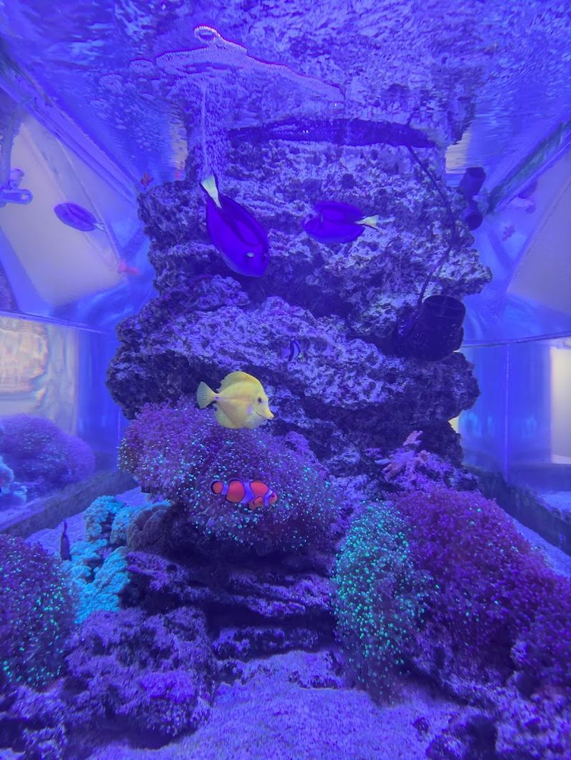 Live Aquarium Tanks Full of Color and Wonder