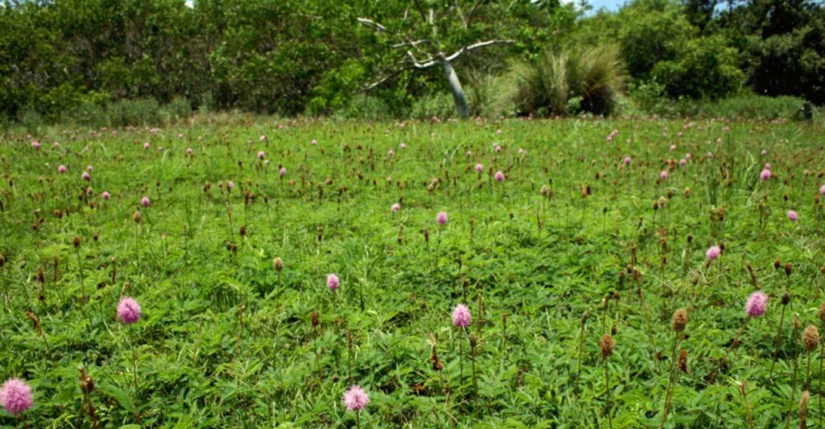 The Ground Cover Plants That Fill In Quickly Across Florida Gardens