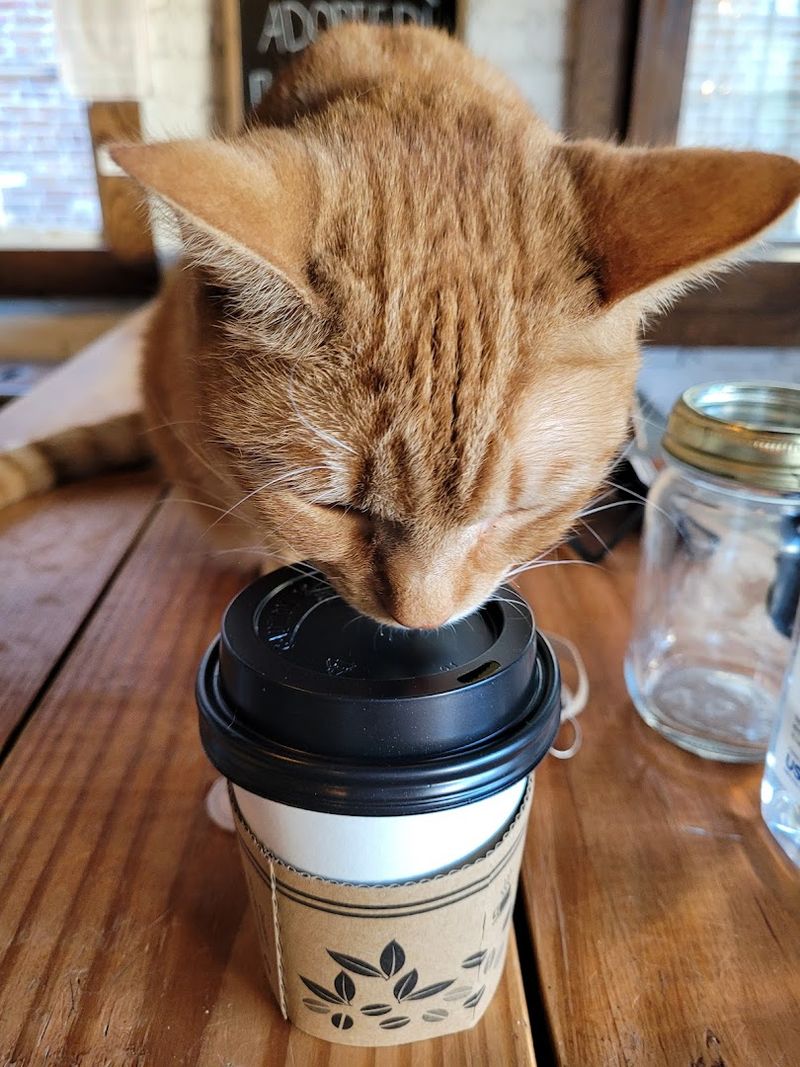 Sipping Coffee, Wine, and Beer With Furry Company