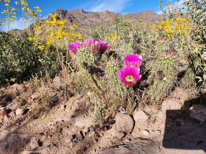 Desert Wildlife and Plant Life on the Trail
