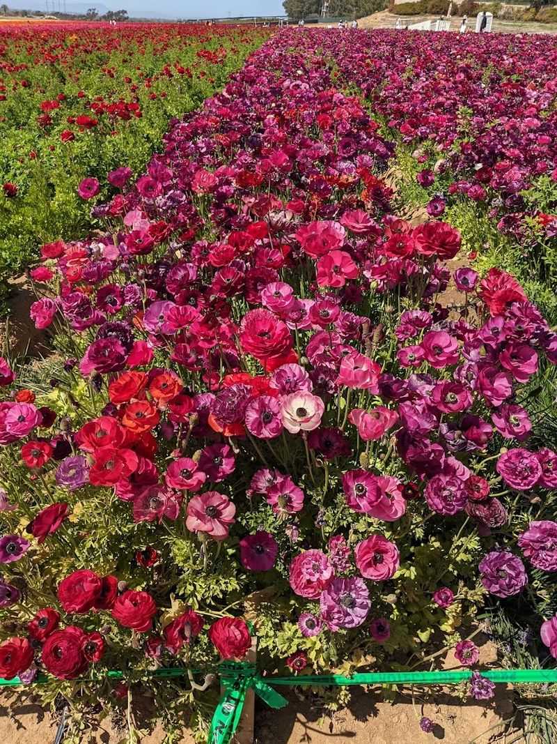 Photography Tips for Capturing That Monet-Painting Moment